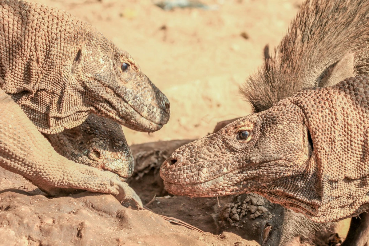 10 FACTS ABOUT THE ENDANGERED KOMODO DRAGON visual data 6