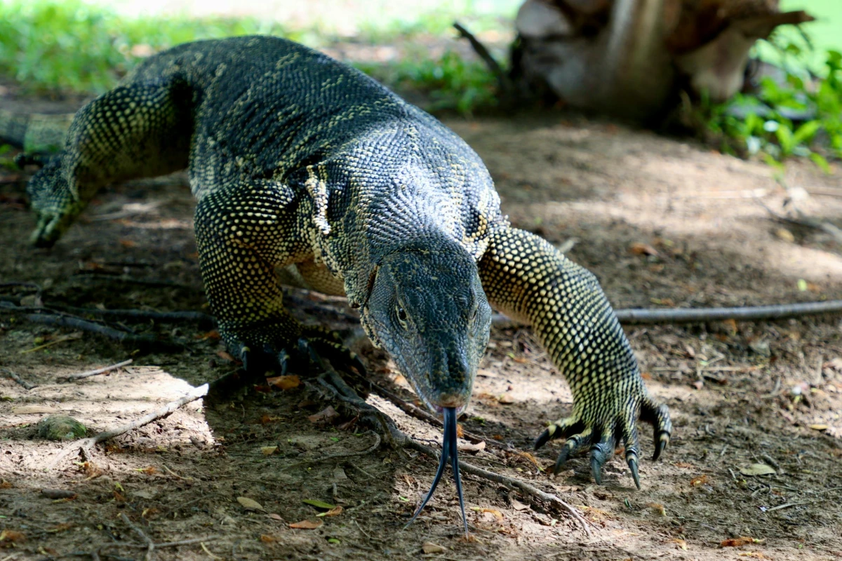 10 FACTS ABOUT THE ENDANGERED KOMODO DRAGON visual data 7