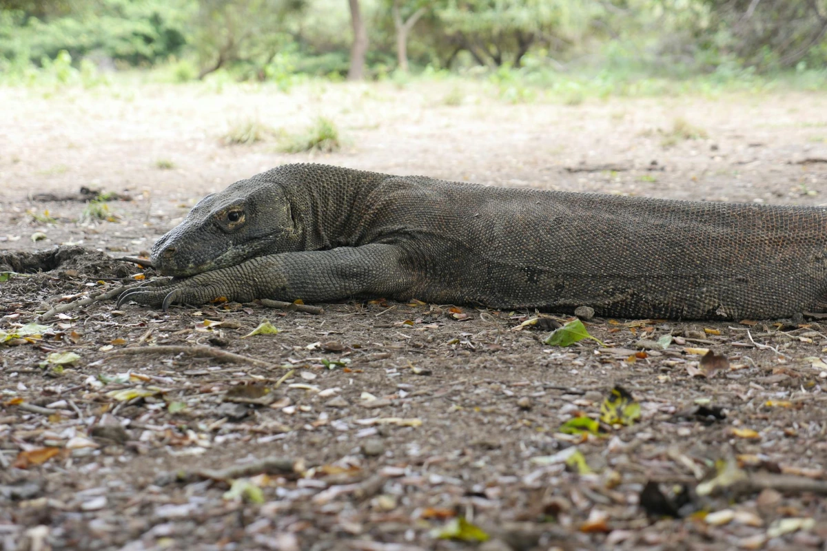 KOMODO DRAGON FACTS AND PHOTOS visual data 8
