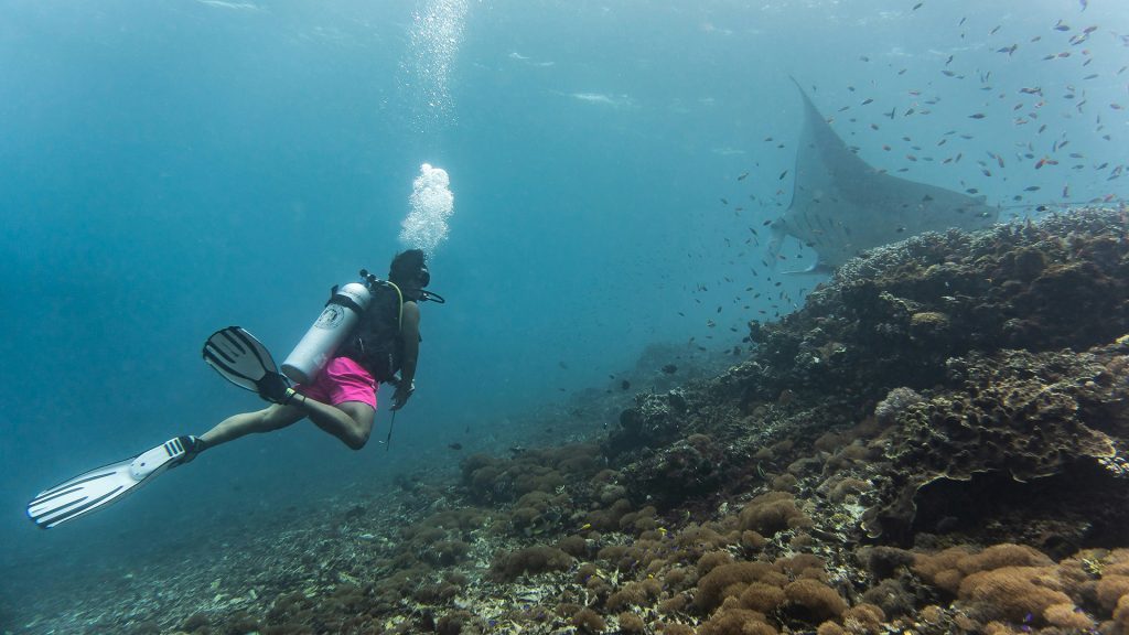 scuba diver swimming with manta ray in komodo national park near labuan bajo