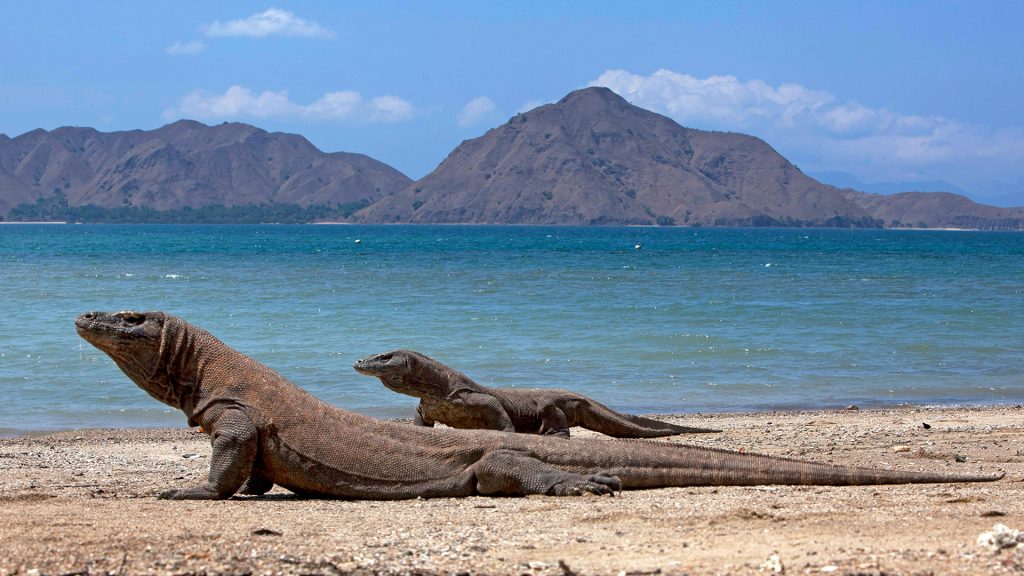 Komodo dragons resting on the beach with ocean and mountains in the background