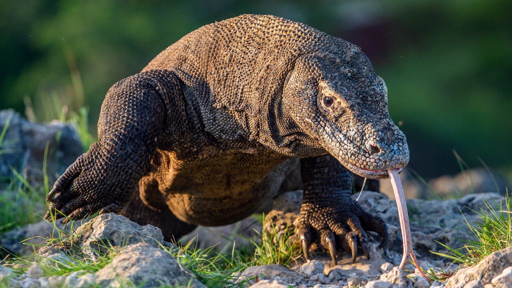 komodo dragon walking across dry savanna on komodo island