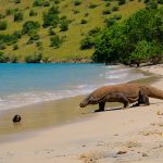 Komodo dragon walking along the beach on Rinca Island in Komodo National Park