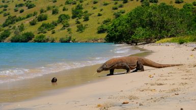Komodo dragon walking along the beach on Rinca Island in Komodo National Park
