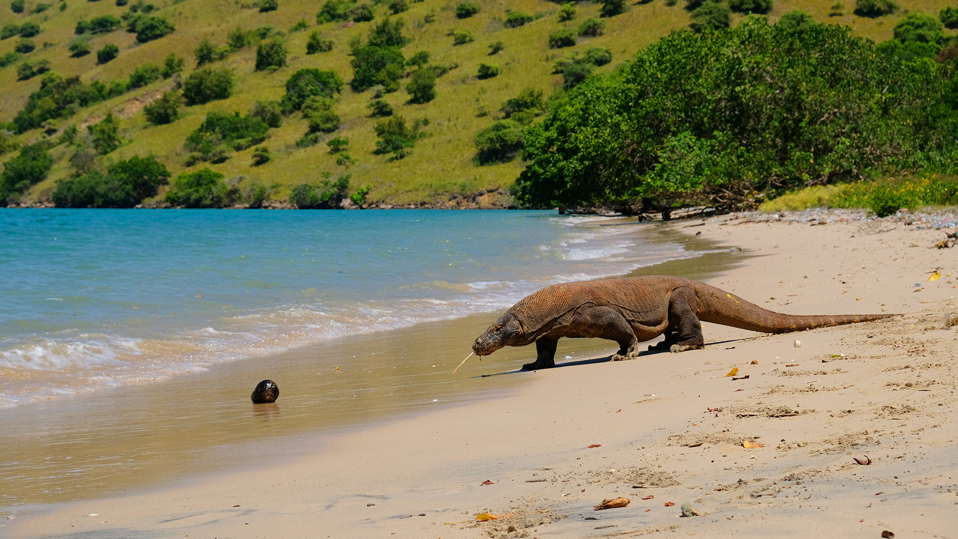 Komodo dragon walking along the beach on Rinca Island in Komodo National Park