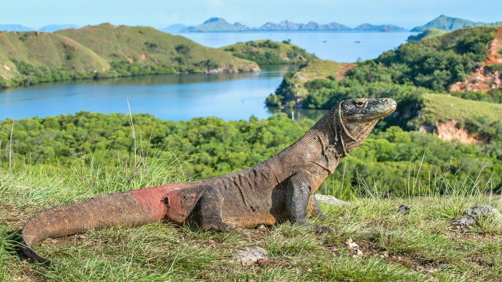 komodo dragon resting in savannah landscape of komodo national park