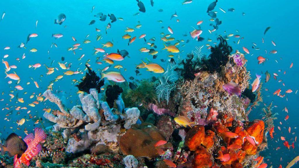 snorkeling over colorful coral reef in komodo national park