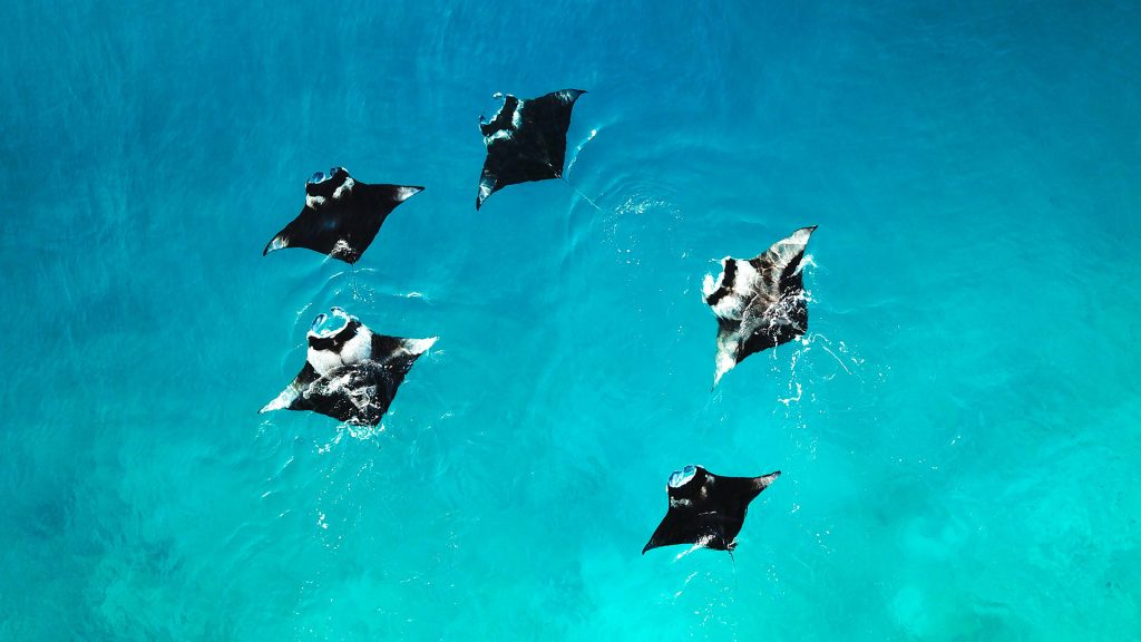 manta rays swimming in clear blue water at manta point
