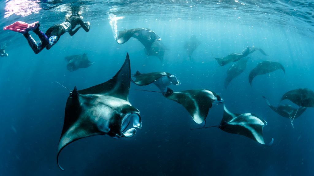 manta rays swimming underwater at manta point komodo national park