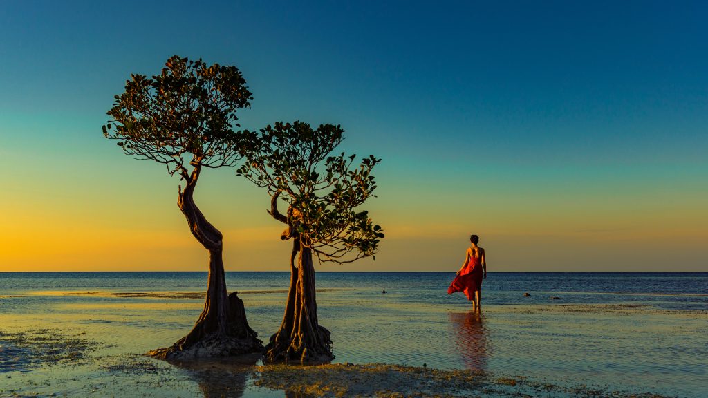 silhouettes of mangrove dancing trees at walakiri beach during sunset