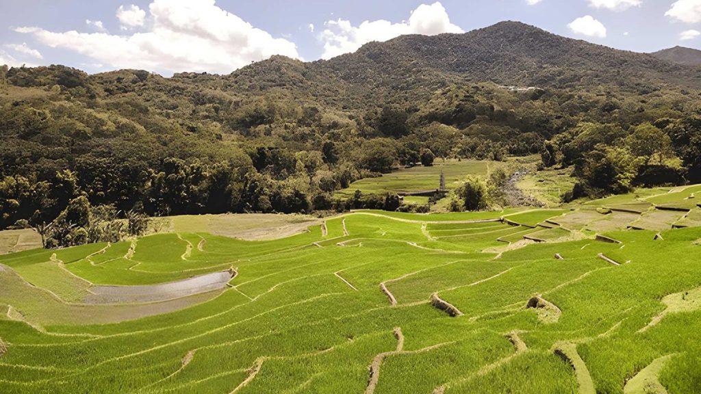 lush green rice fields in West Detusoko Village during the best season in Flores Indonesia