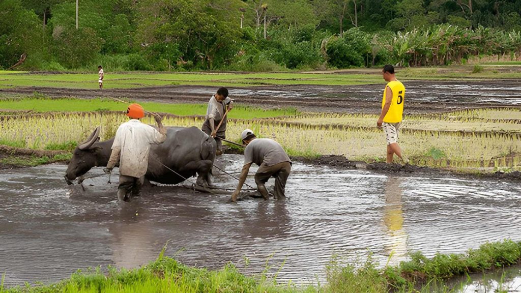 traditional Lio farming activity using buffalo in rice fields near Moni Village Flores Indonesia