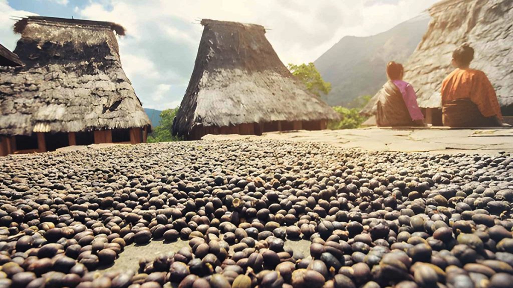 Coffee beans drying under the sun in Wologai Traditional Village with traditional houses in Flores Indonesia